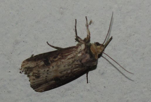 Axylia putris (Noctuidae)? S